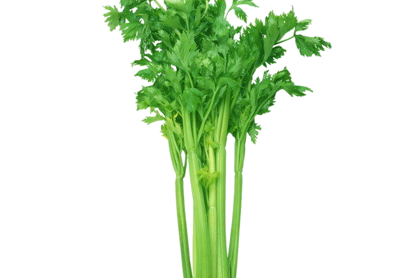 【每日一词】“芹菜”用英语该怎么说呢？