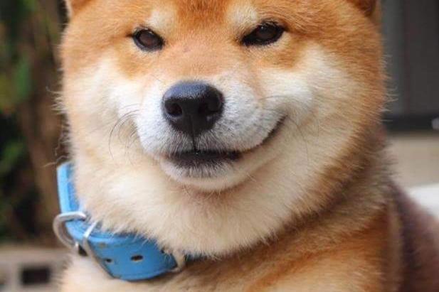 柴犬照镜子后开始龇牙咧嘴,还和自己吵起来:里面的家伙快出来!