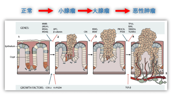 zeb2iec-tg/ 小鼠的肠道菌群失调