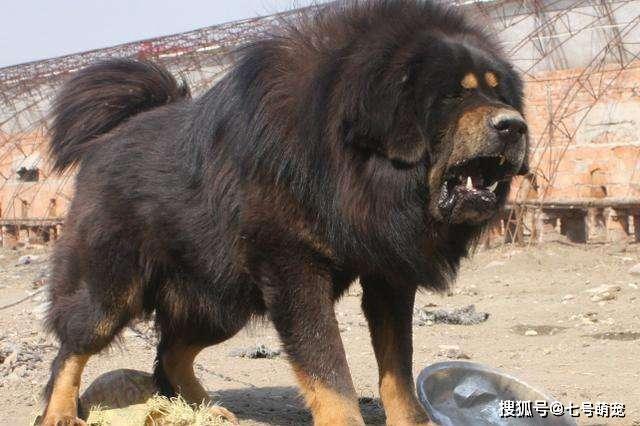 当年被富豪买走的中国第一藏獒,拍卖价格3000万,结果怎样了?