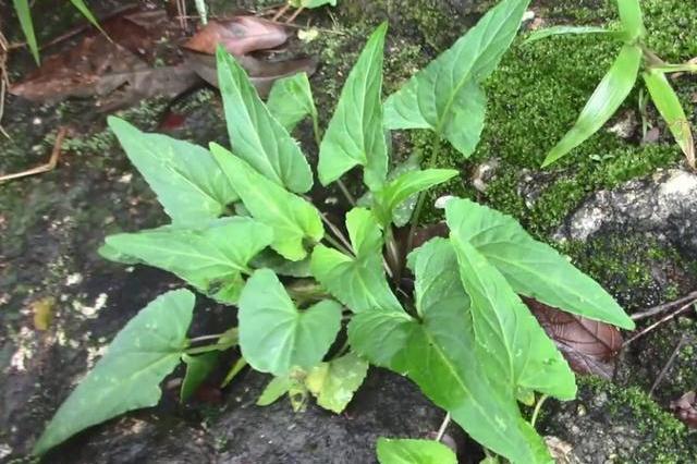 农村叶子像"犁头",开紫花的野草,价值珍贵,看到请珍惜