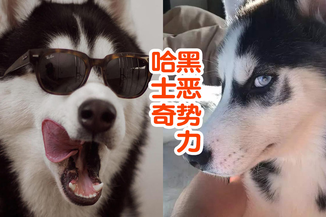 巴哥犬一直都是悲伤逆流成河的样子