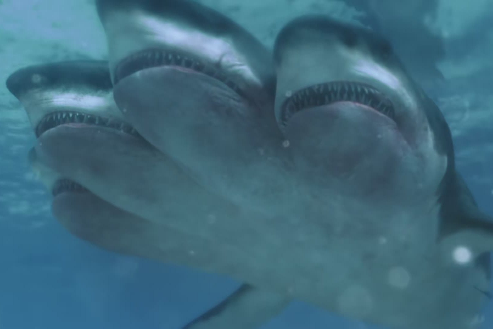4分钟看完《夺命五头鲨》,深海巨兽长了五个脑袋,无情杀戮人类