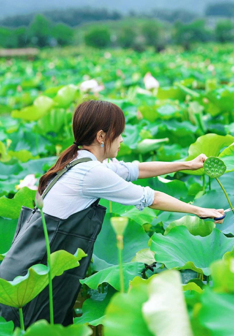 王冰冰晒夏日采莲写真照 戴粉色发箍撑伞漫步好美