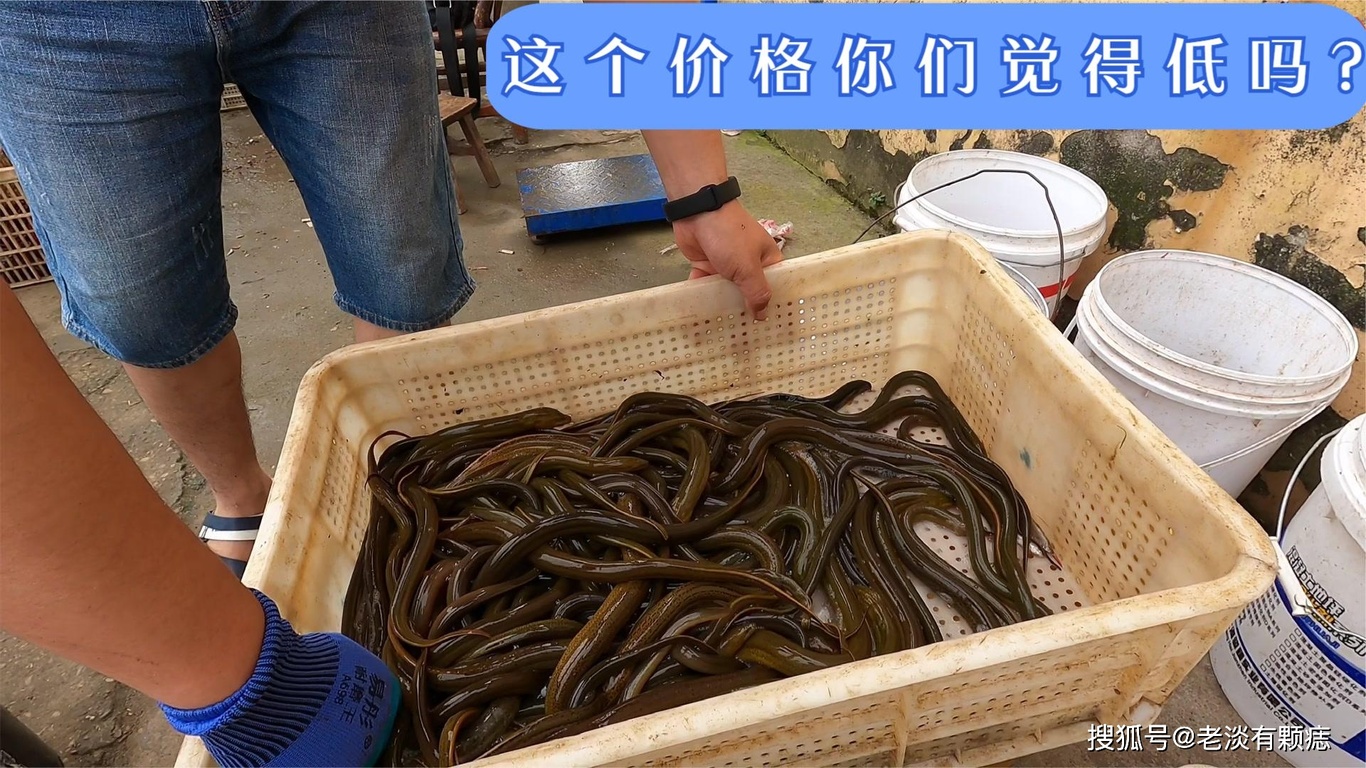 端午节卖了20多斤黄鳝，看看商贩给出的价格怎么样？你们猜对了吗