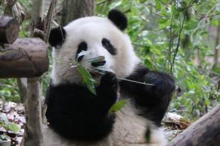 大熊猫花花萌兰们是怎样成为顶流的？