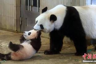 日本再推迟送回人气大熊猫香香