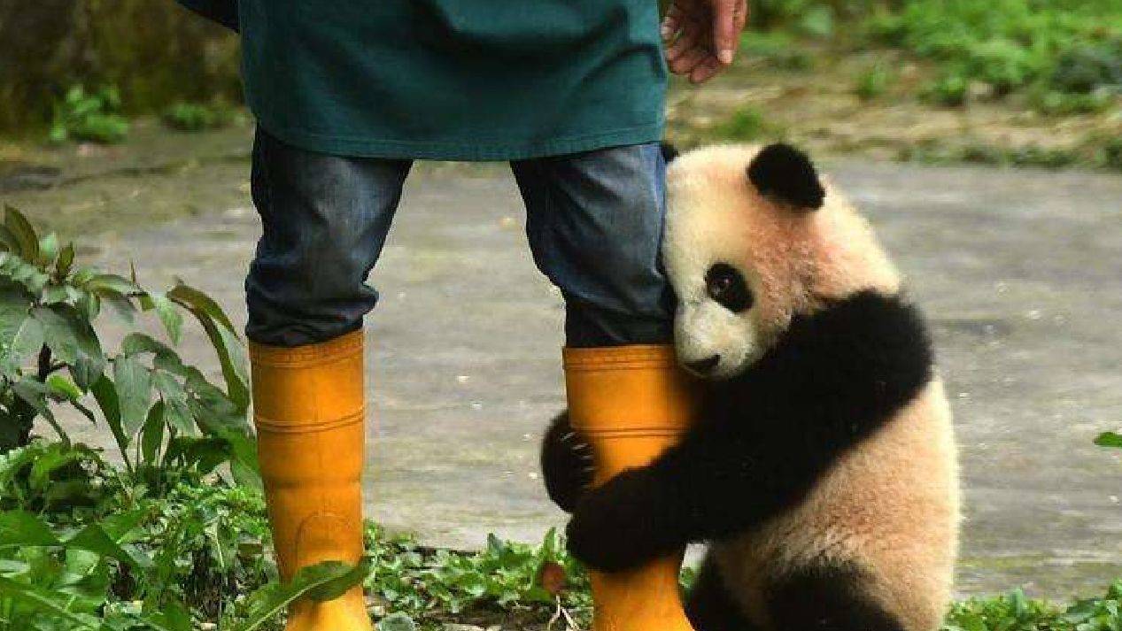 怎么样才可以当大熊猫的饲养员 147ee5fd86044339a3b1d824f46f16b1.jpeg