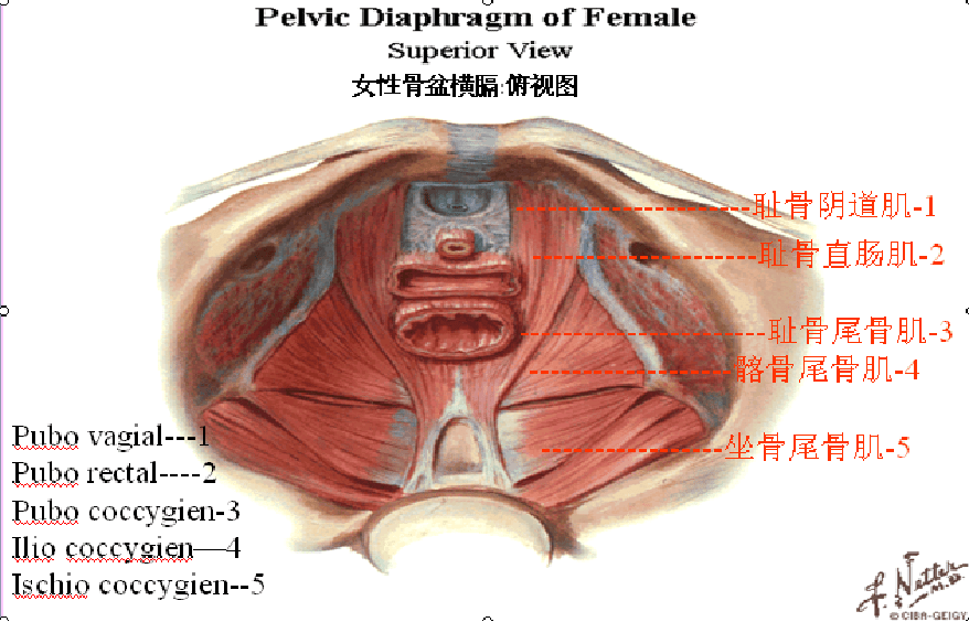 关乎女人一生幸福的肌肉 ——盆底肌修复与怎样保养我们的盆底肌