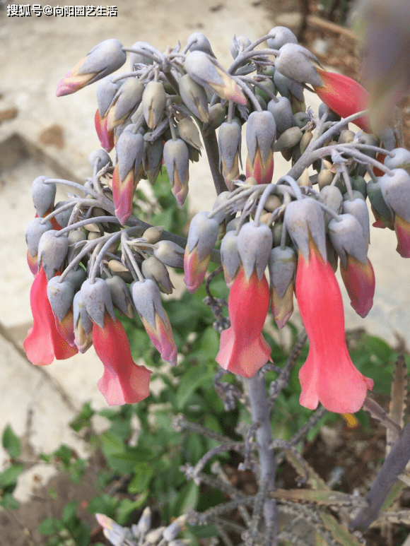 不死鸟多肉繁殖 3a25d7a22de841e1b23f3865bad105a9.png