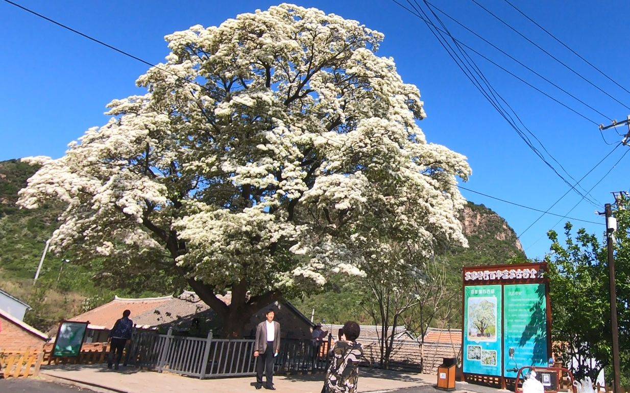 密云500岁流苏树开花 村民当义务讲解员讲讲山村