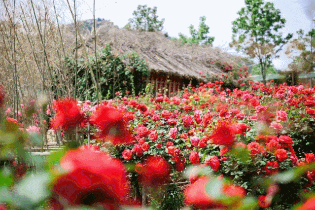 明天,西海岸这座