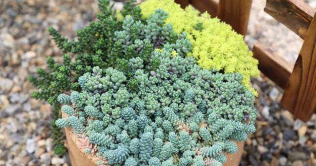 多肉种植土推荐 449937fabc7149d895020b7919b5febd.jpeg