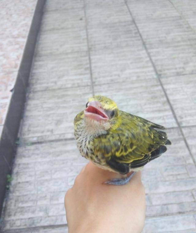 树上的黄鹂鸟图片 8d0d8f5a29334193bcf94e913b27c66a.jpeg