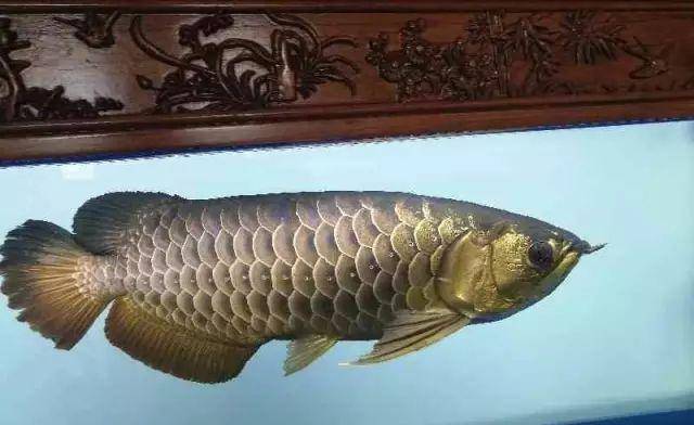 怎么养鱼才不会被发现 ae2e5b1ff3f848a5b6fc2429b7704b73.jpeg