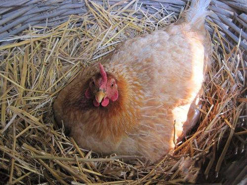 母鸡抱窝,别再捆腿扎旗坐水牢了,了解鸡的习性,这样醒抱超简单