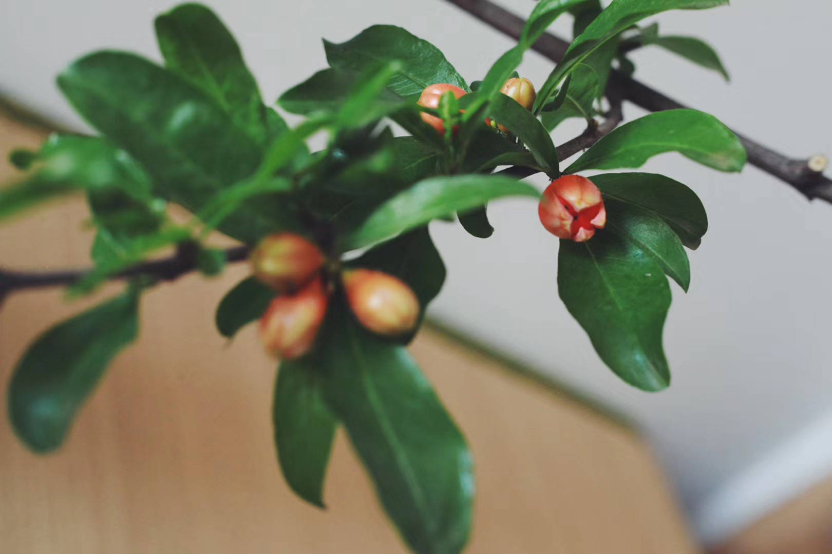 石榴知夏|正是一年插花好时节#小原流蘭印象花道 石榴知夏|正是一年插花好时节#小原流蘭印象花道