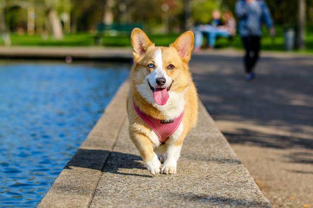 威尔士柯基犬