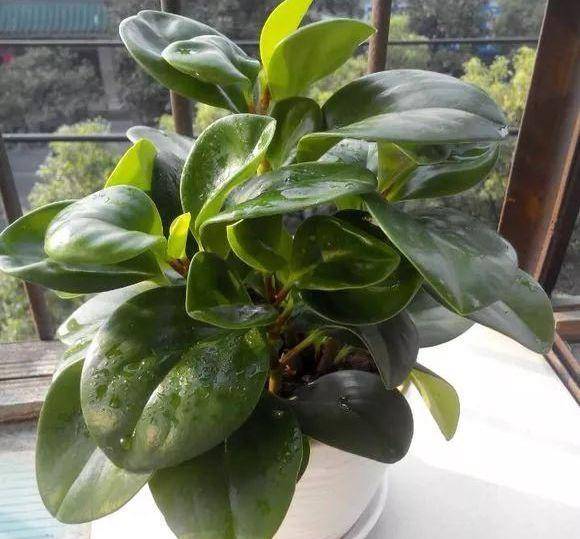 龟背竹水培生根后烂根 59b8ed279af641bebf0d3cf93eb2bbb9.jpeg