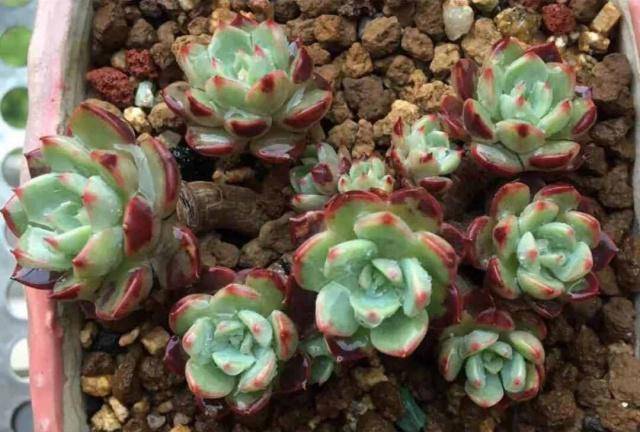 多肉种植后多久可以浇水 ae65ed2e4c064ccb8aae0b4384cff7a2.jpeg