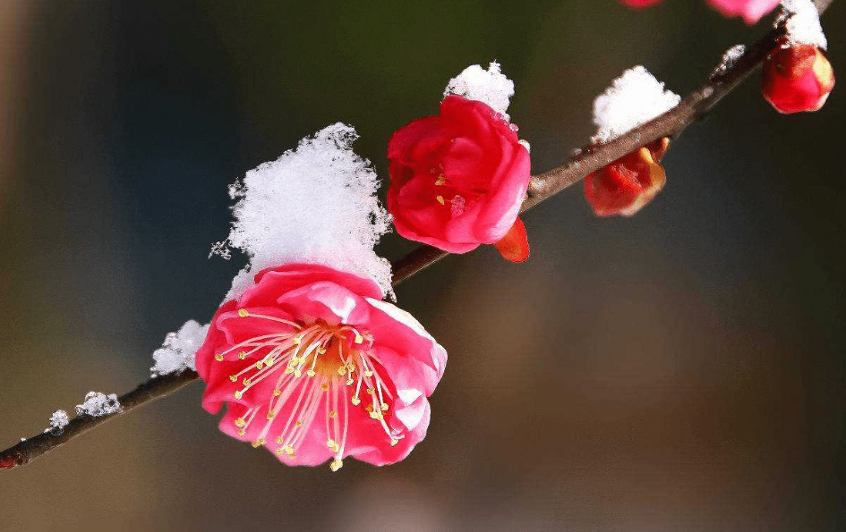 初唐四杰笔下的梅花意象游子思妇的心灵寄托