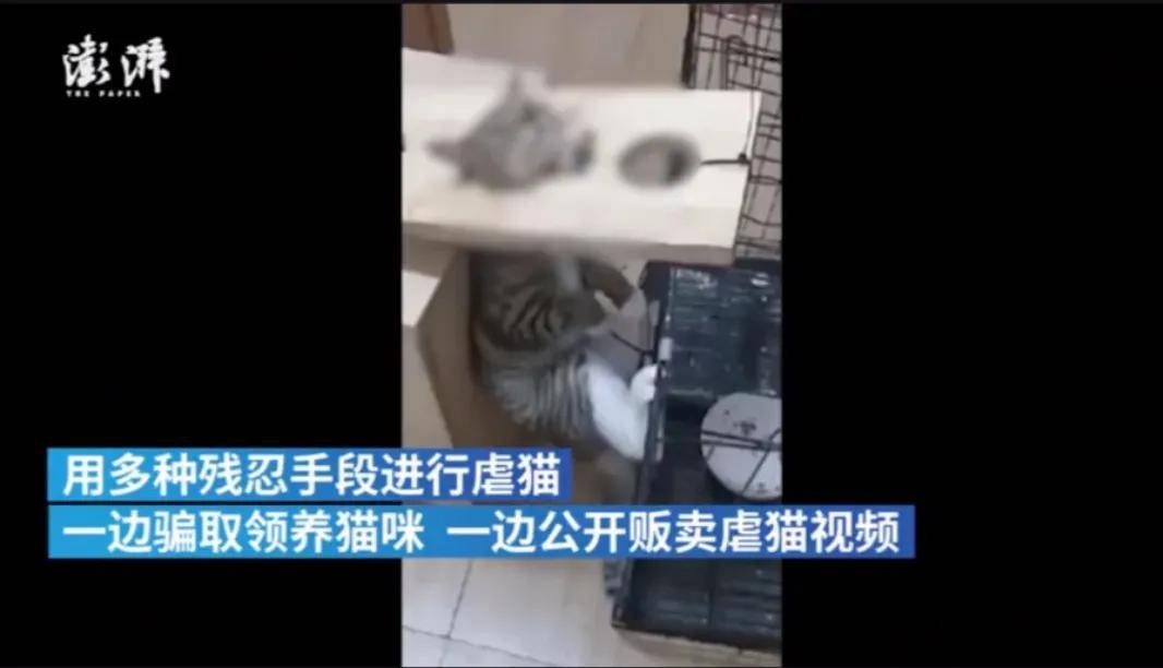 而在范源庆虐猫事件曝光后,多名网友爆出了一条虐猫的黑色"产业链".