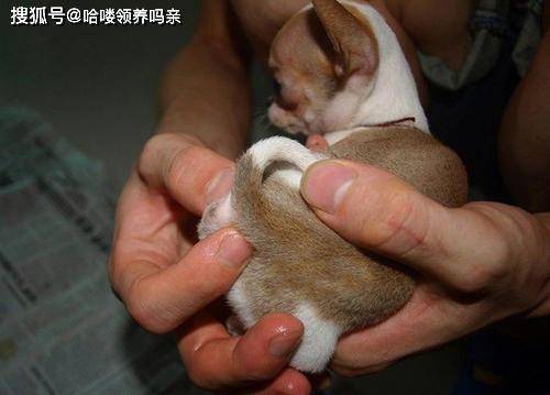 如何给狗狗挤肛门腺 7eaffcb048fe4649aedc4e92bcf8abb8.jpeg