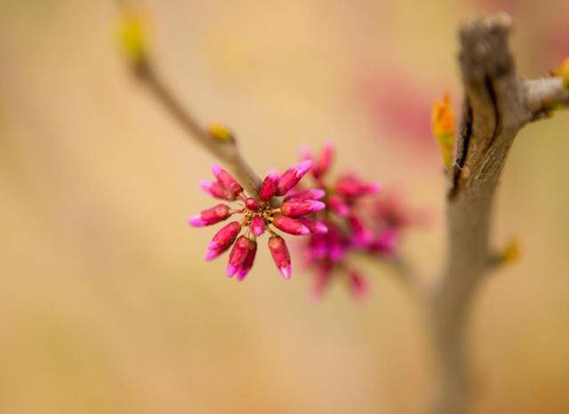 春暖花开指什么生肖，精选快答