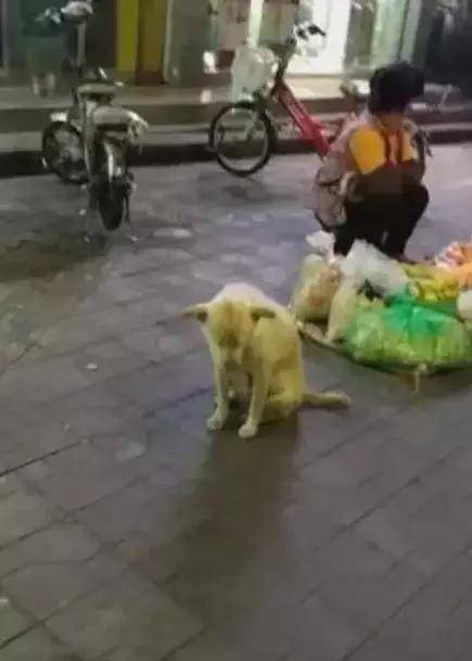 土狗坐在主人床上 7924e7b988e64b8293e3059be42f5f56.jpeg