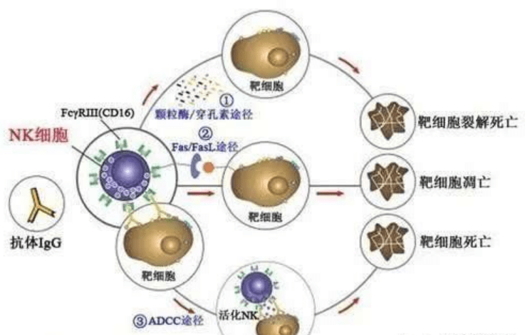 nk细胞,细胞免疫疗法预防癌症控制率达75%,免疫疗法重大突破!
