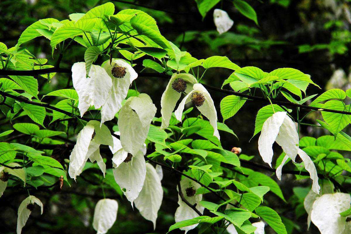 国际生物多样性日我们身边有哪些稀缺植物