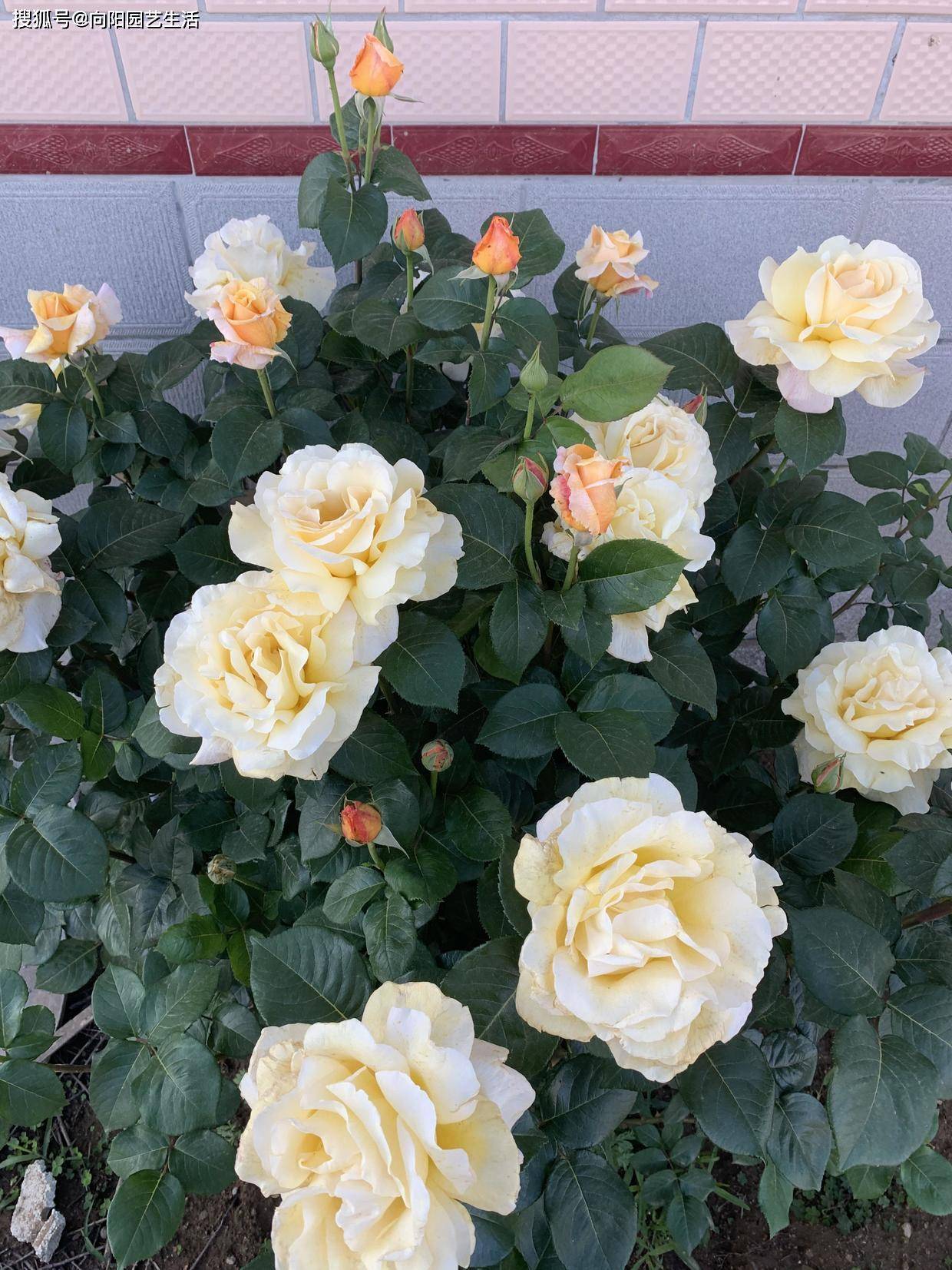 开花最大的月季是哪一款 b772a1de72ce492d8d8a2f11f1b79735.jpeg