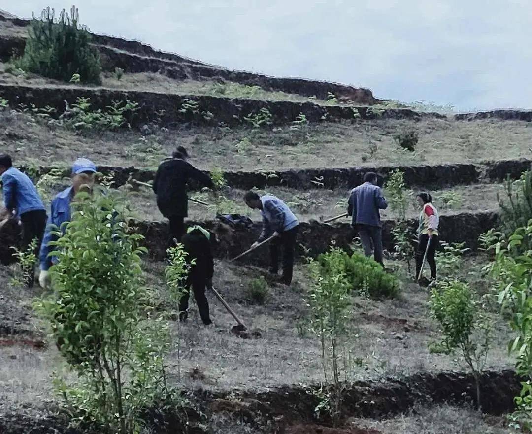 威宁县麻乍镇启戛村植树造林漫山野荒山杂田变林荫