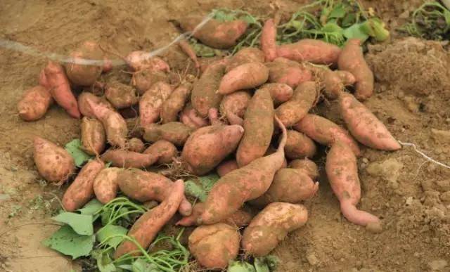 红一点的红薯冬季如何保存 4ae7ca1ba8f84993b6446a725aaf28e5.jpeg