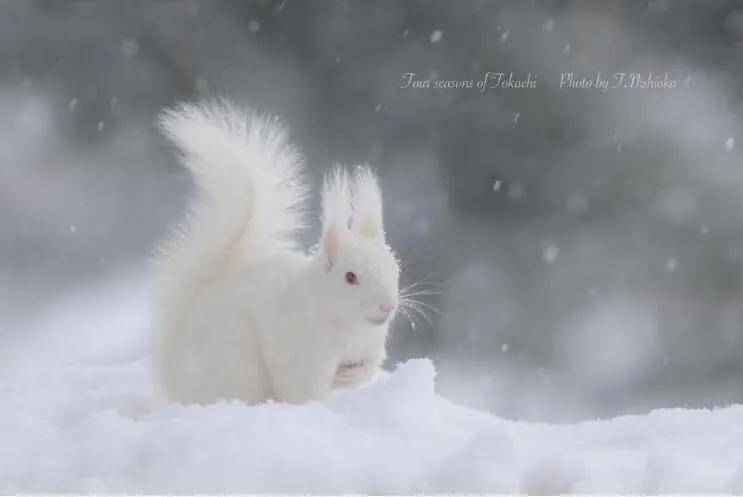 这个白松鼠看起来犹如雪地精灵