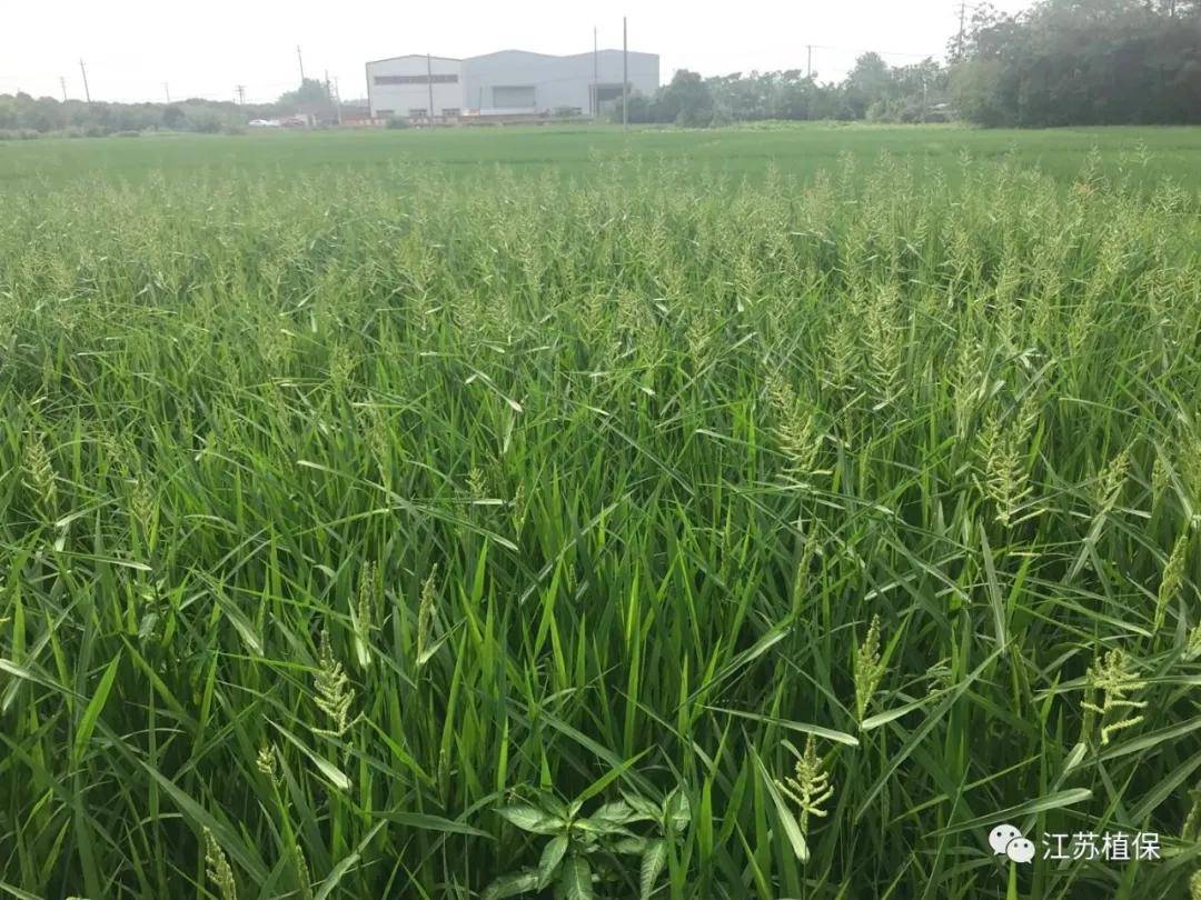 江苏省植保植检站推荐这些水稻绿色控草技术