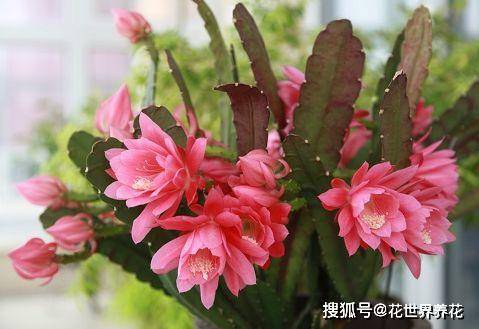 令箭荷花到5月,记得"换一换",花苞呼呼钻,花开"比脸大