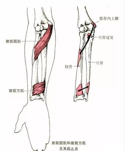 肘关节的运动和肌肉——宁波整脊