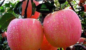 苹果是生吃还是熟吃比较好 2fe53a0db1c041a69557db4be0cb37d1.jpeg