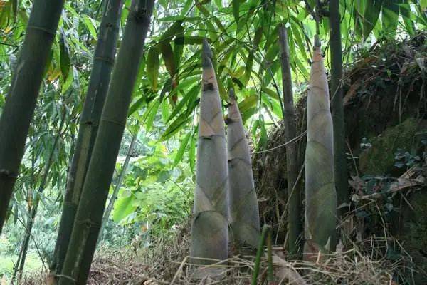 笋是什么科类植物 36b686134ead43a1a35ab3a30c553a84.jpeg