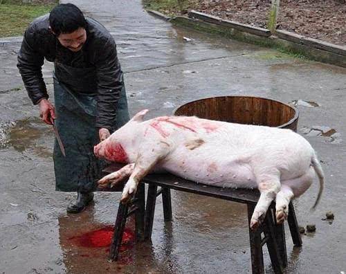 为什么在农村经常帮人杀猪的强壮屠夫,身体却很差?