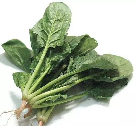 什么时间种菠菜最好吃 7da36e2740e6425792a04b457752b819.jpeg