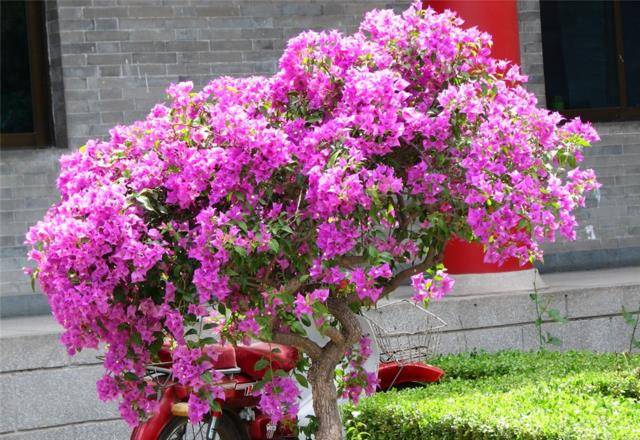 为什么叫三角梅 a73585016dec46089b6138ea4bc8d876.jpeg