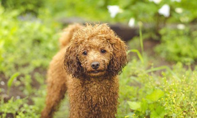 怎么养狗新手入门 c65c817a5dfd46d69d7e8218117471ee.jpeg