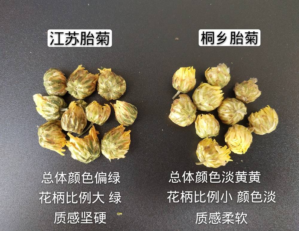 真正好的杭白菊在国内市场流通,优质的桐乡胎菊市场供应价格不低于100