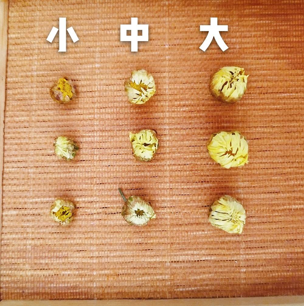 杭白菊|真正好的杭白菊在国内市场流通，优质的桐乡胎菊厂家货源批发价格行情