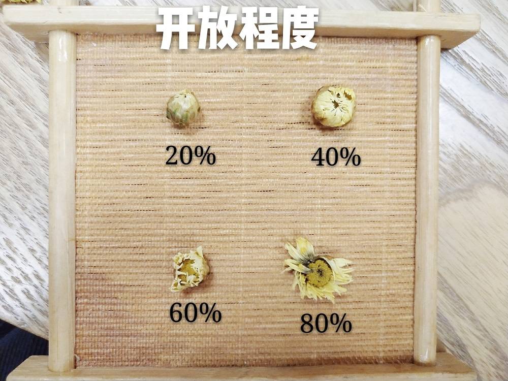 杭白菊|真正好的杭白菊在国内市场流通，优质的桐乡胎菊厂家货源批发价格行情