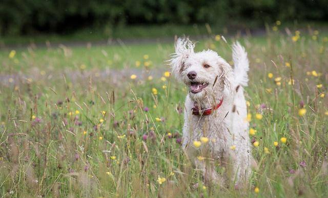 狗狗毛发变黄是什么原因 f63616a2a8a2474eb5a0b373d9862440.jpeg