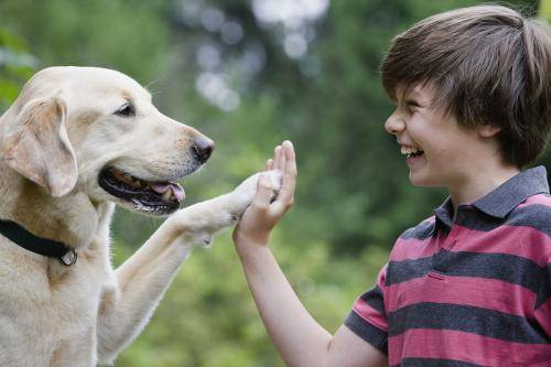 怎么教狗狗不能乱撒尿 8e0bbc5b9bcc4f84979c1b68c2f479af.jpeg