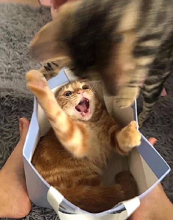 原创 橘猫正在睡觉,却感觉头顶有些重,睁眼后立马来了